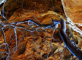 Toter Eukalyptusbaum in einer Höhle im Grampians National Park in Australien