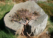 An einem Stein gewachsener Baum